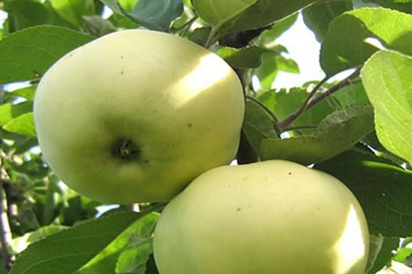 charakteristisch für die Sorte