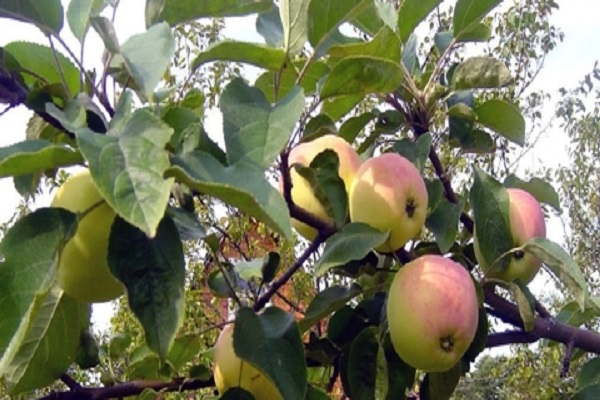 caractéristiques de variété