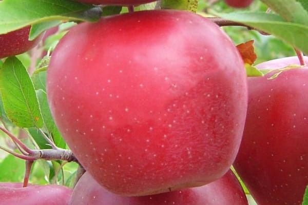 Beschreibung und Eigenschaften