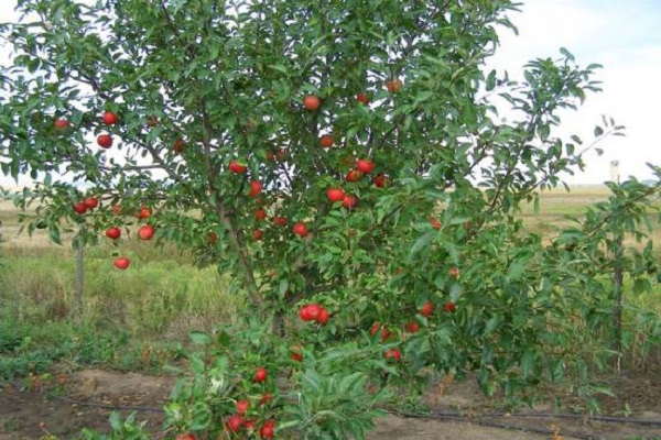 einen Sämling pflanzen