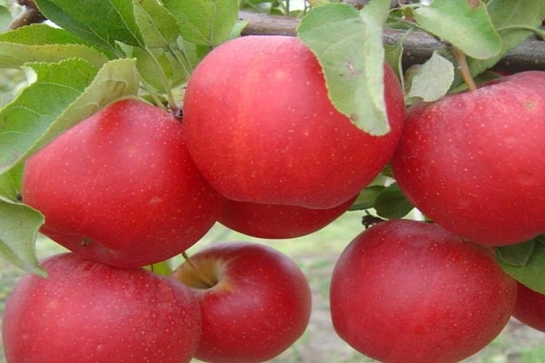 Verkostungsbewertung