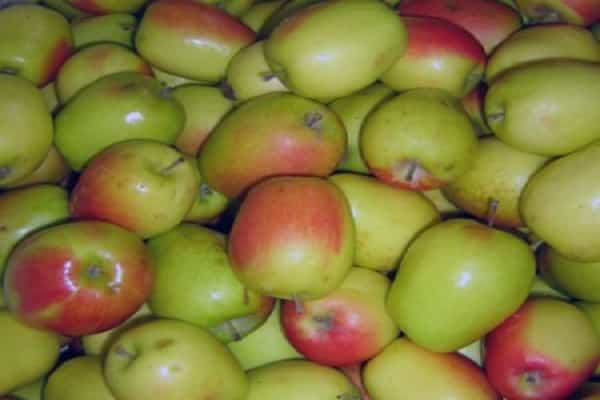 erhöhte Haltbarkeit