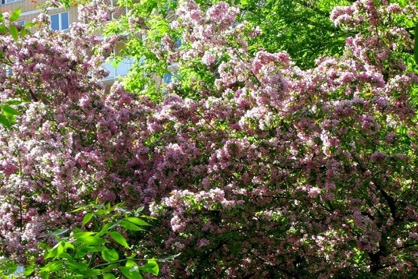 La femme chinoise n'est pas nourrie