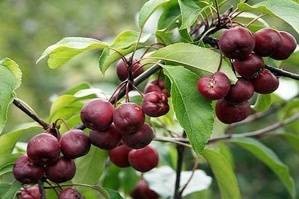 Taille et façonnage