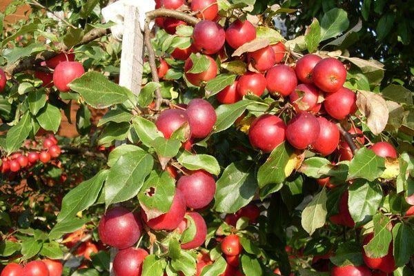 raccourcir les branches