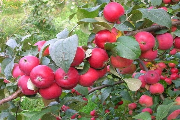 les fruits sont tombés amoureux