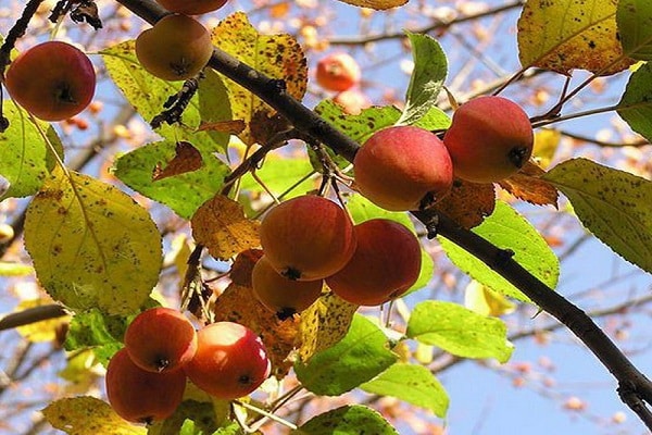 propriétés du consommateur