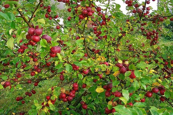 immunité aux maladies
