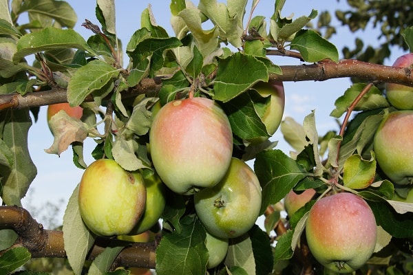 zum Wachsen geeignet