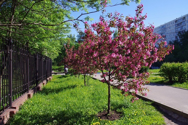 Der Sämling ist verwurzelt