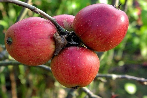 Apfel Orlik