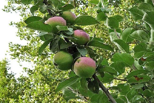 Kultivierungsmerkmale