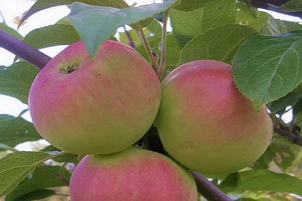 un cadeau pour les jardiniers