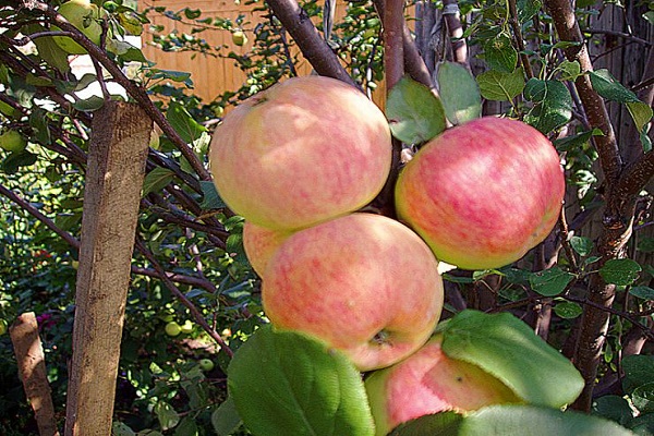 Sélection sibérienne