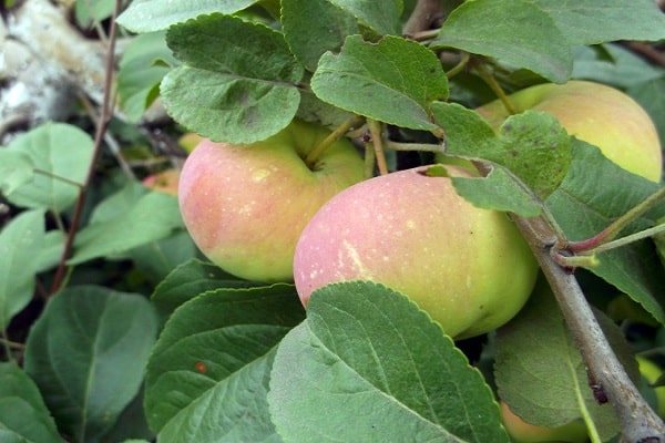variété de pomme