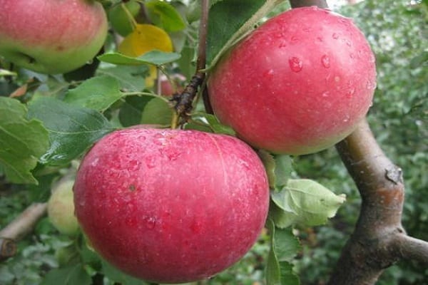 Regelmäßigkeit der Fruchtbildung