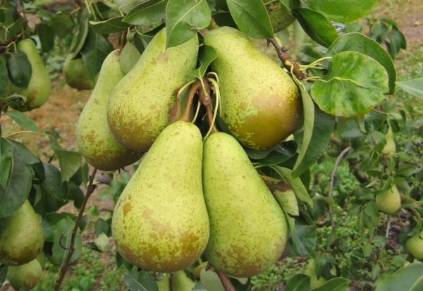 conférence sur la poire