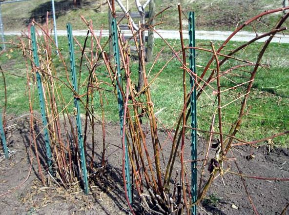 comment prendre soin des mûres