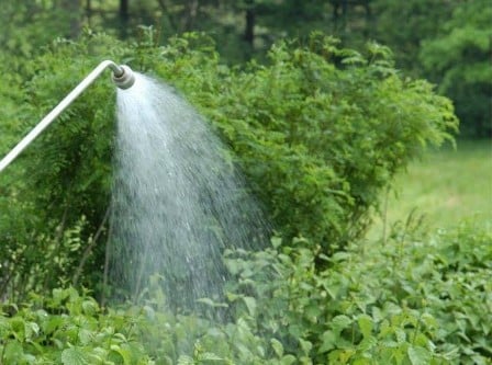 comment prendre soin des mûres