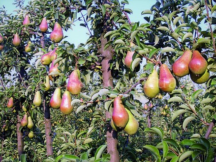 poire Talgar beauté