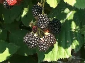 Description et caractéristiques de la mûre Chester Thornless, plantation et entretien