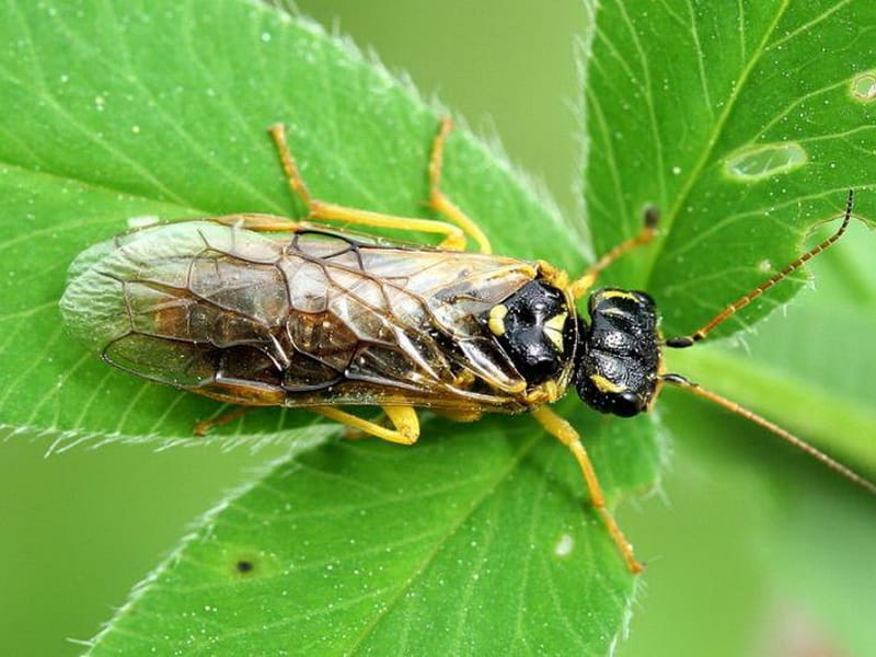 Apple Sawfly