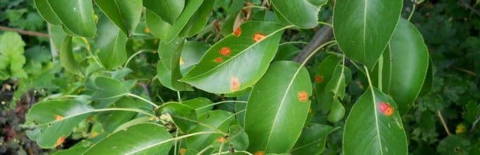 taches jaunes sur la poire
