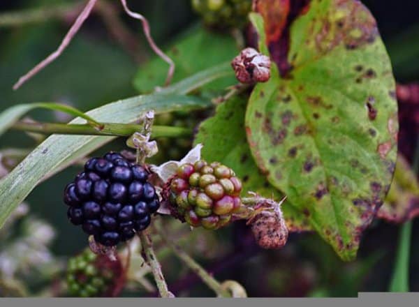 comment prendre soin des mûres