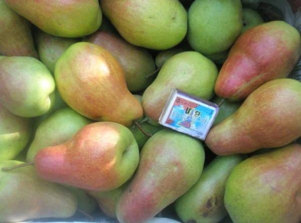 beauté de la forêt de poiriers