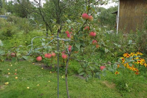 Apfelbaum wächst schlecht