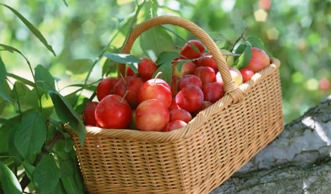 Pflaumentransplantation