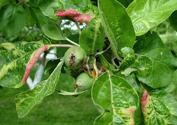 les feuilles du pommier s'enroulent et deviennent rouges