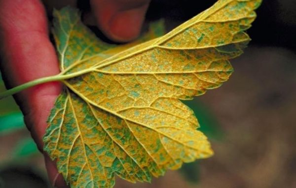 Mosaïque rayée cassis