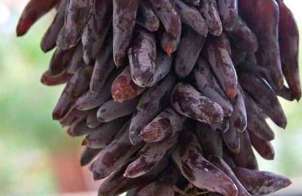 raisins doigts de sorcière