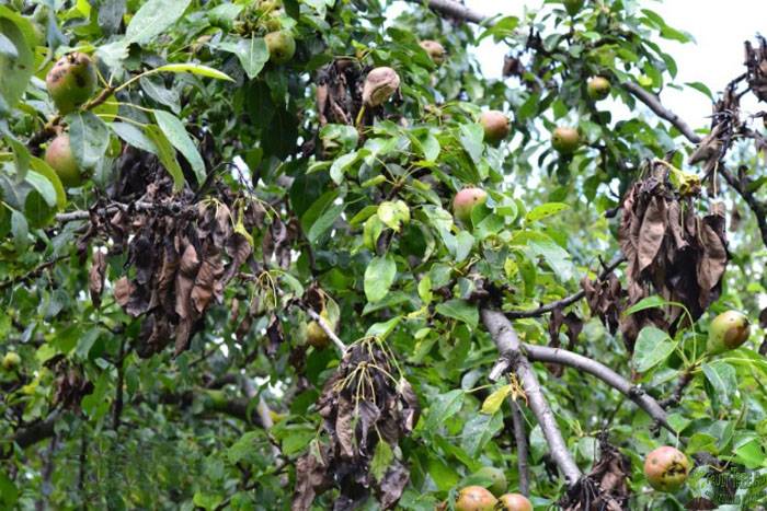 moniliose de la poire