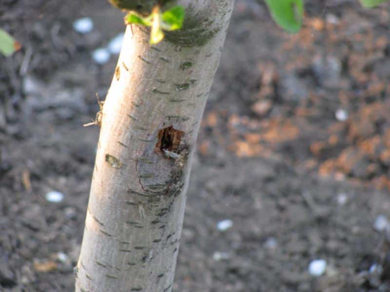 Borkenkäfer auf Apfelbaum