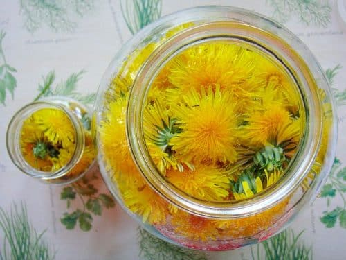 Bouillon de pissenlit