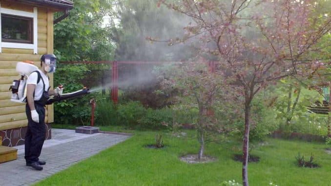 sprinkling the apple tree