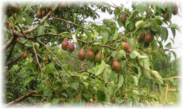 poire Talgar beauté