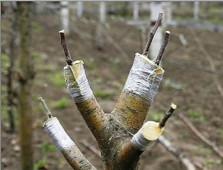 Pflaumentransplantation