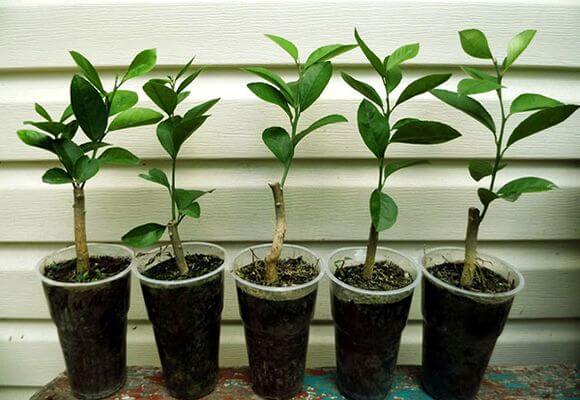 wachsender Pfirsich aus Samen