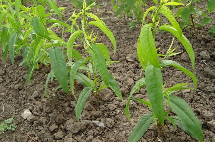 wachsender Pfirsich aus Samen