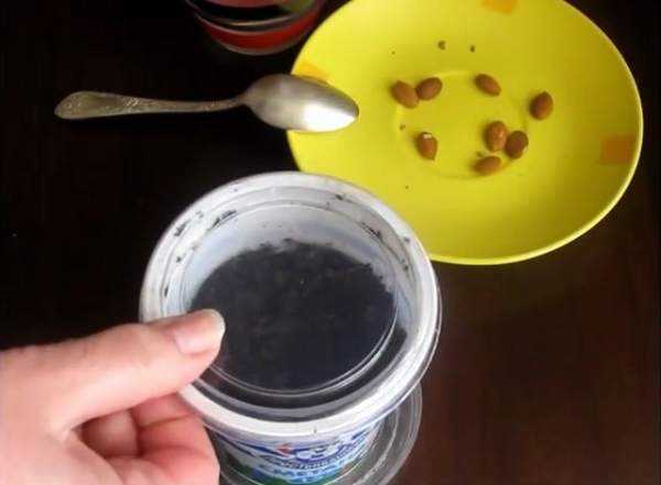 wachsender Pfirsich aus Samen