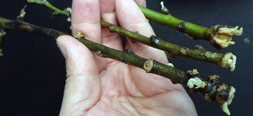 wächst aus einem Ast eines Apfelbaums