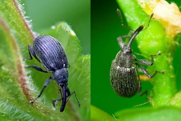 Coléoptère des mûres