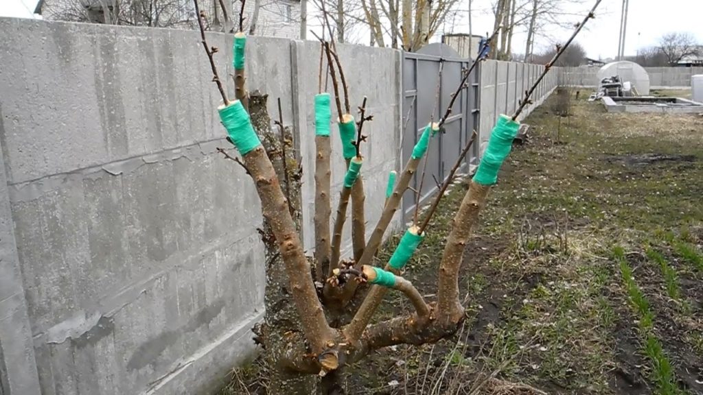 Pflaumentransplantation