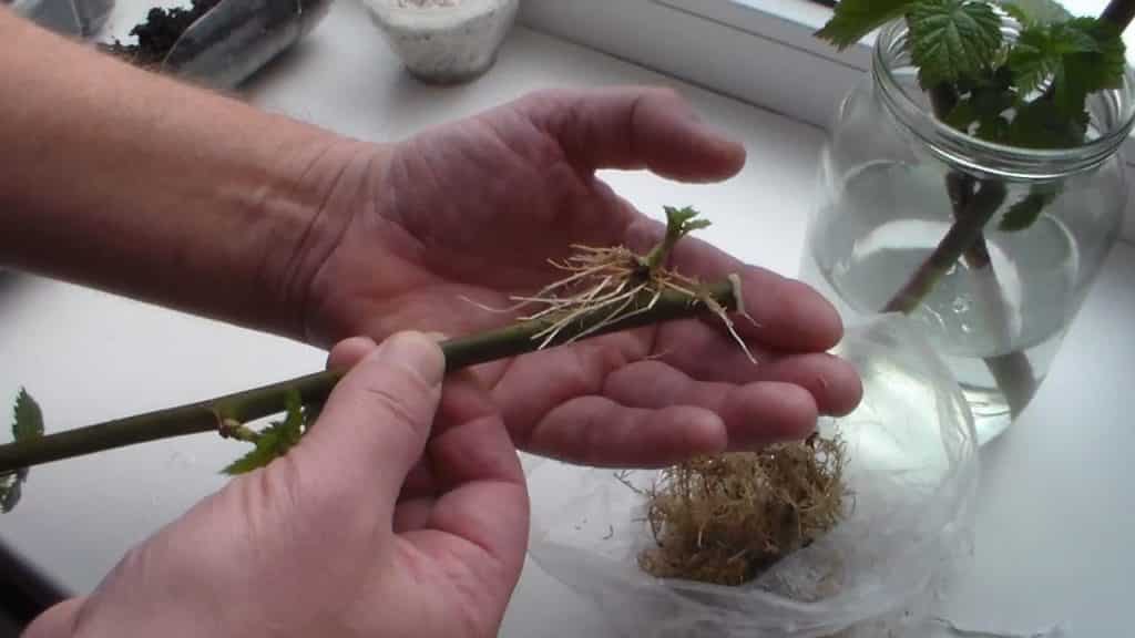 Brombeer-Dreifachkrone