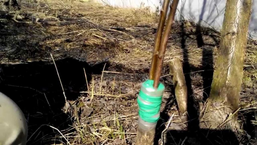 Pflaumentransplantation