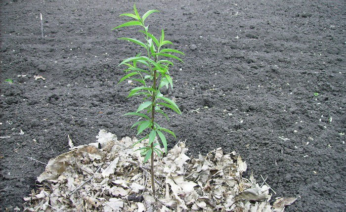 wachsender Pfirsich aus Samen