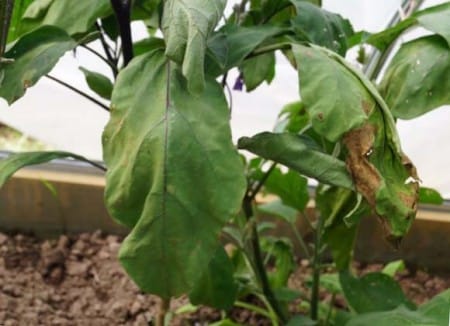 les feuilles se fanent